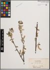 Foto von Salix coulteri Andersson
